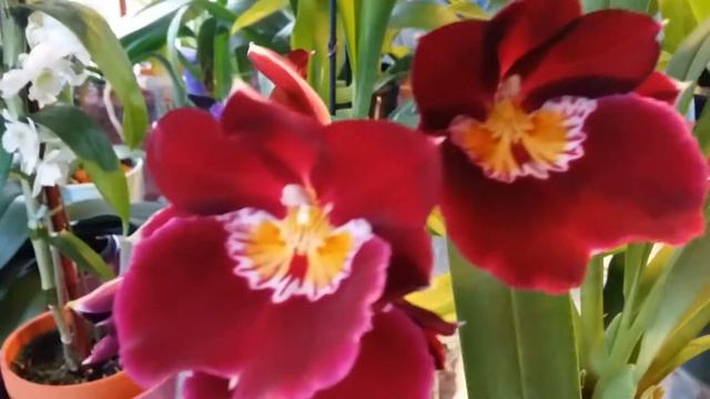 The New Orchids In My Collection... смотреть онлайн