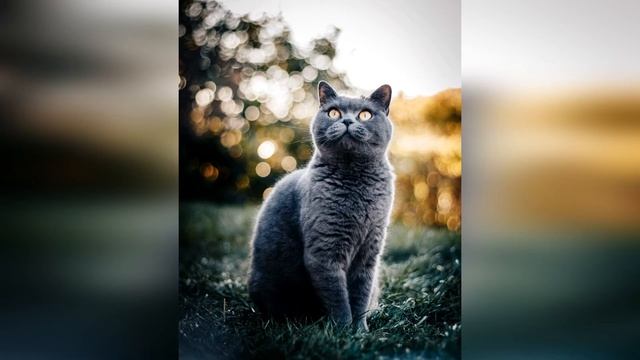 Очарование лондонского денди: внешность и характер британского кота. смотреть онлайн