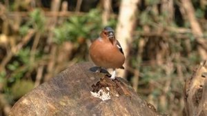 Какие птицы первыми прилетают весной. ТОП 7 плюс бонус . Реальное видео весенних птиц в природе.