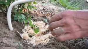 Размножение крыжовника отводком.