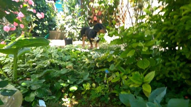 ЭКО ФУС. Подкормка хост. смотреть онлайн