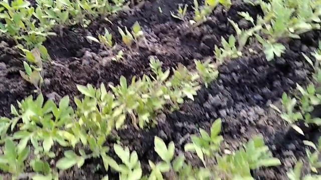 Посев семян томатов в открытый грунт в середине апреля / Обзор рассады томатов