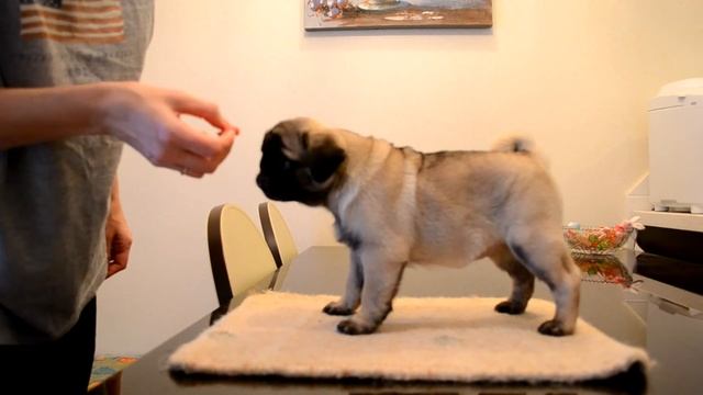 Canis Celebri Mary Poppins - учимся стоять в стойке: занятие 1 смотреть онлайн