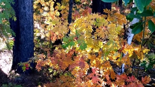 Краски осени смотреть онлайн