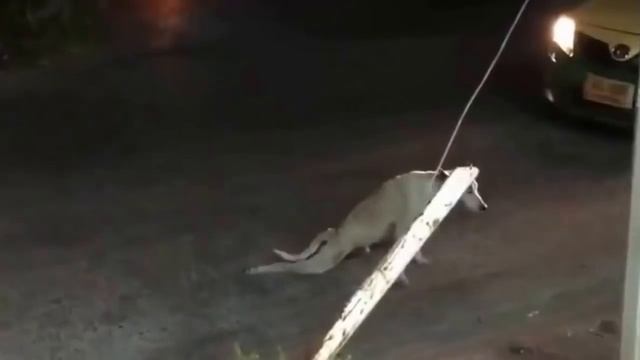 собака умирает( смотреть онлайн