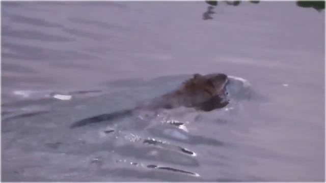 СЕМЬЯ БОБРОВ(ОЧАРОВАТЕЛЬНОЕ ВИДЕО) смотреть онлайн