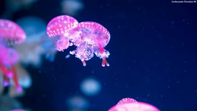 The Ocean 4K - Sea Animals for Relaxation, Beautiful Coral Reef Fish in Aquarium смотреть онлайн