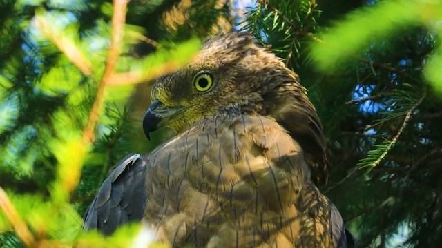 Ультра расслабляющая музыка чтобы успокоить разум, перестать думать ? музыка для сна, души и тела # смотреть онлайн