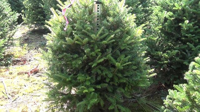 Пихта Фразера (срезанная новогодняя пихта)  11837