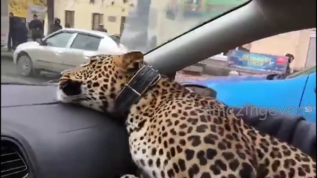 Леопард в такси! смотреть онлайн