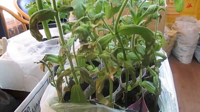 SOS! SOS! Паутинный клещ на рассаде! НЕ ПРОПУСТИТЕ!!! смотреть онлайн