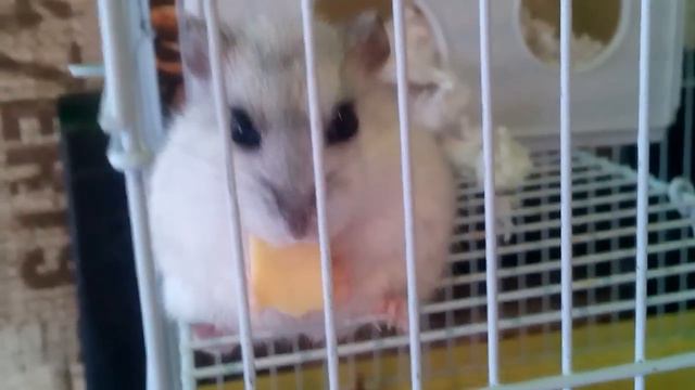 Джунгарский хомяк, хомячий завтрак / hamster breakfast смотреть онлайн