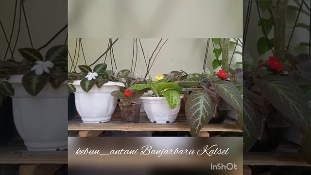 Menanti mekarnya bunga episcia Star Of Bethlehem alias SoB смотреть онлайн