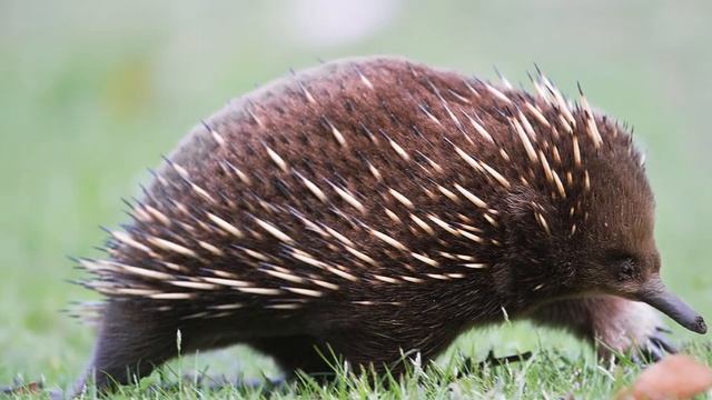 Первозвери (зоология)