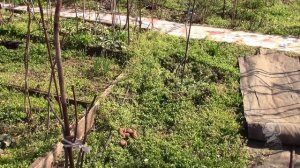 Выросшее дерево из косточки будет ли плодоносить