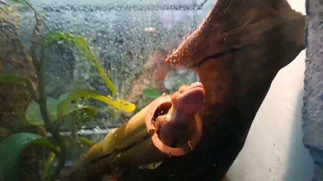 Реснитчатый геккон бананоед пьёт смотреть онлайн