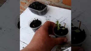 Новинки из питомника Зеленый Эдем.Посконник из семян?!