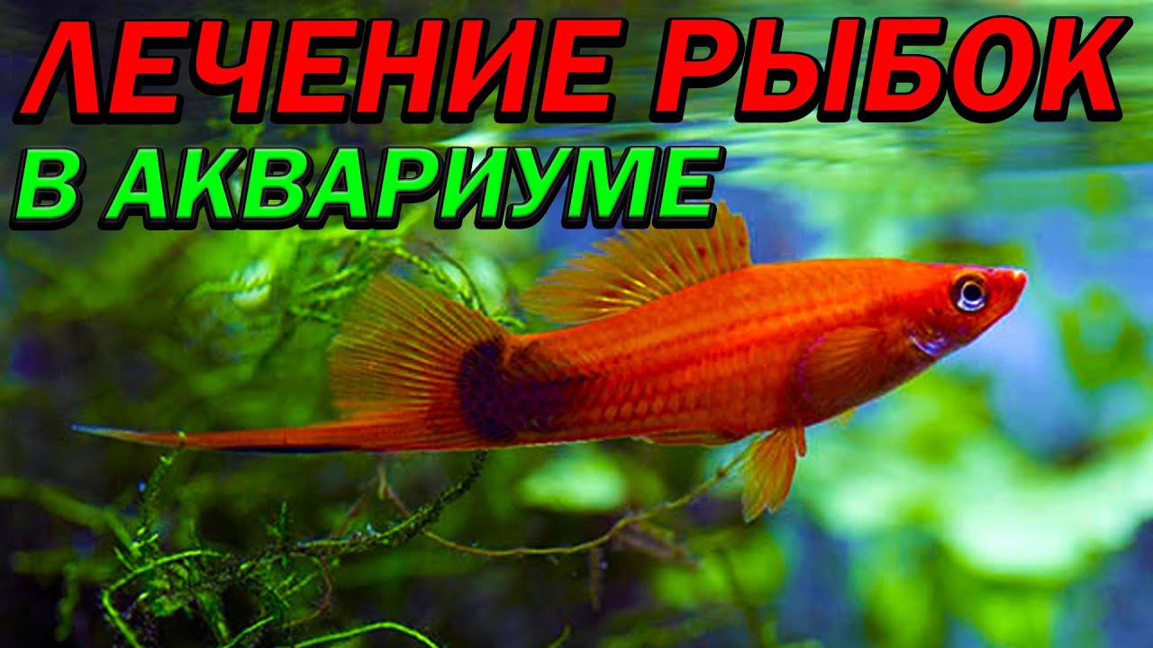 Лечение ихтиофтириоза в общем аквариуме! РЕЗУЛЬТАЫ ЛЕЧЕНИЯ! смотреть онлайн