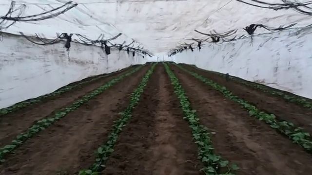 Высадка огурца в теплицу 28 МАРТА смотреть онлайн