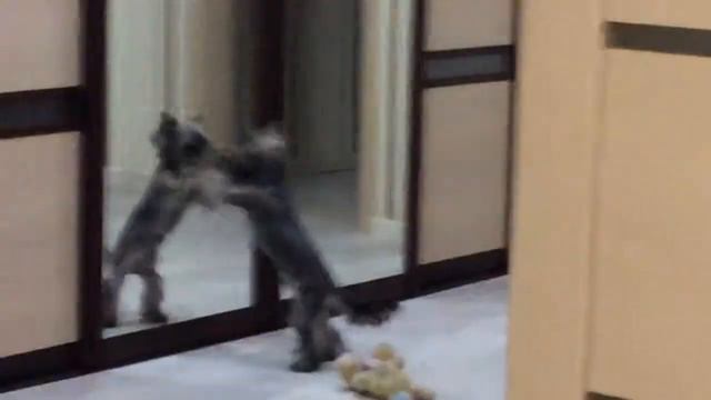 Йорк играет с зеркалом. Часть 2