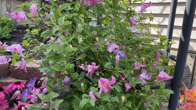 Pink Mink Clematis