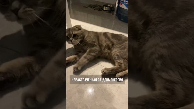 Почему котики шумят по ночам? смотреть онлайн