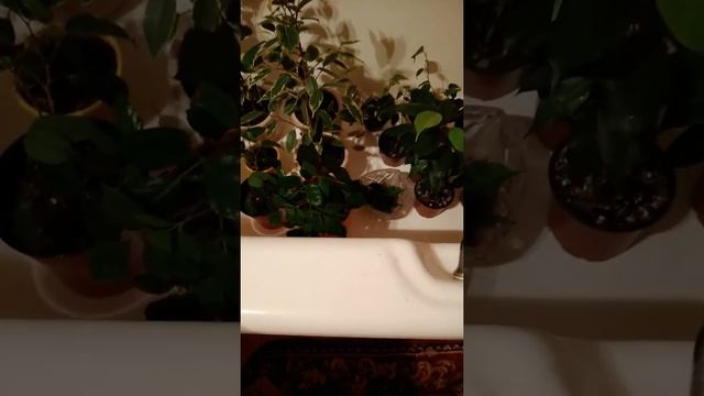 Цветы в отпуске. Полив. Как сохранить цветы. смотреть онлайн