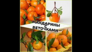 Как вырастить мандарин из косточки в домашних условиях. Плодоносящий