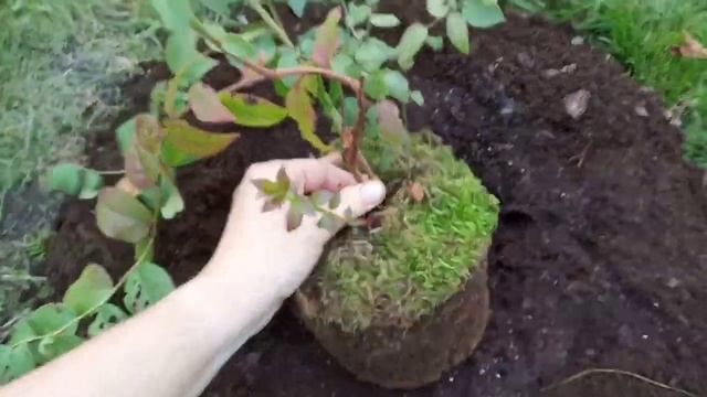 Как посадить голубику смотреть онлайн