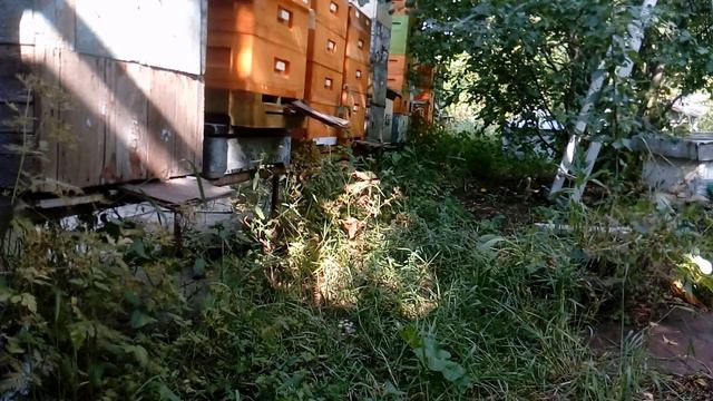 Сегодня на пасеке. 20 июля 2020 г. Чем занят последние дни... смотреть онлайн