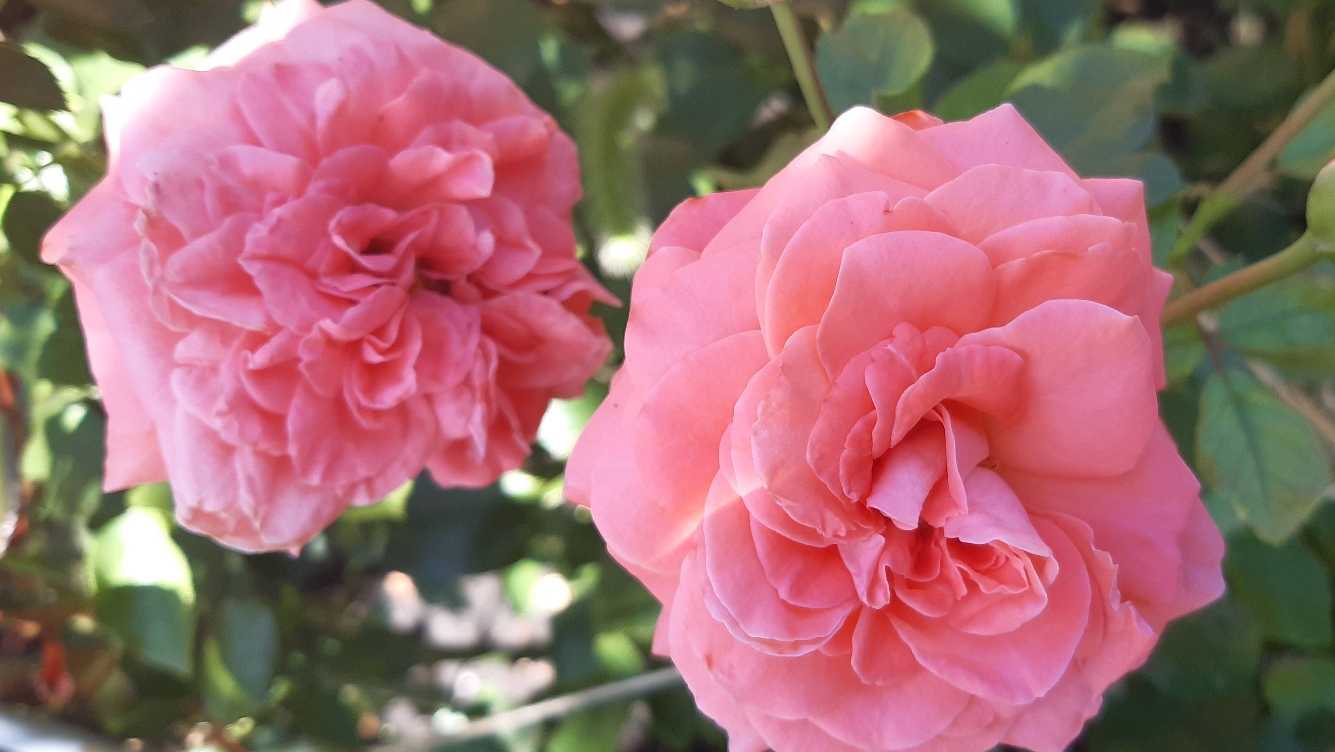 3 сентября 2024. Розы выдают прекрасные цветы!! смотреть онлайн