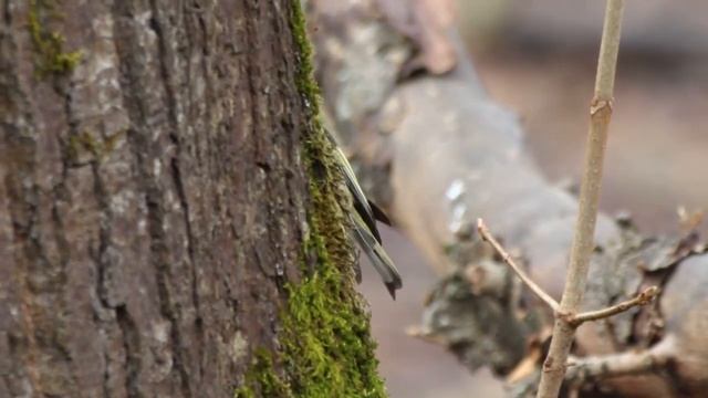 Желтоголовый королёк. Апрель 2022 смотреть онлайн