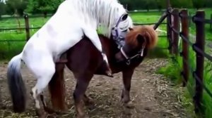 Верховая Обучение лучше разводить и спаривания