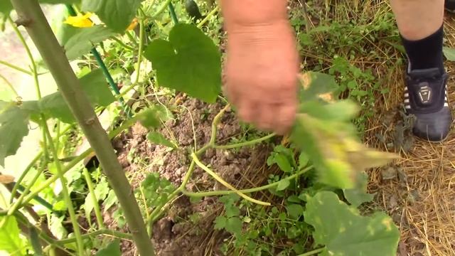 Каждый день собираю огурцы. Кураж, Герман, Феникс. смотреть онлайн