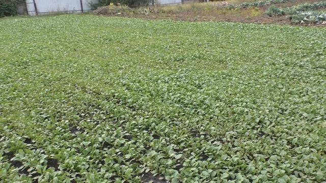 Листоед рапсовый поедает горчицу . смотреть онлайн