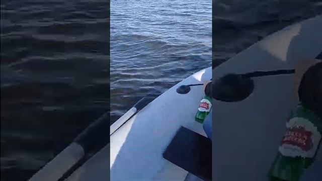 Разгон лодки ТАЙМЕНЬ НДНД 3,4м на моторе ТАРПОН 9,9 смотреть онлайн