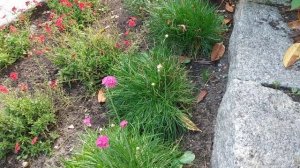 Армерия Приморская многолетняя периоды цветения