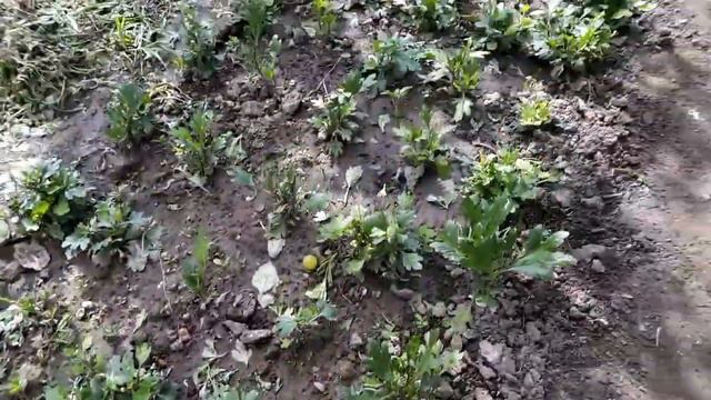 Мультифлора и другая хризантема. Результат выращивания смотреть онлайн