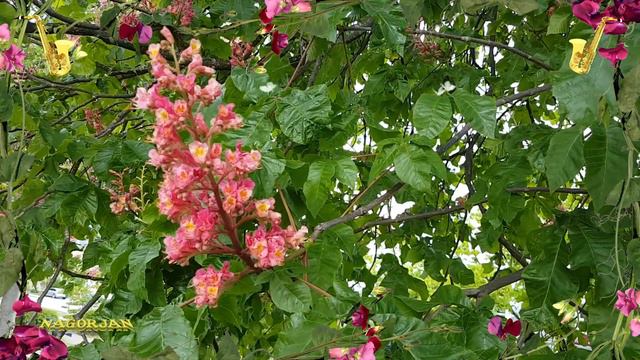 🚩2019-05-04.Цветущий каштан и саксофон.(TVV).#Deggendorf.#NagorjaN смотреть онлайн