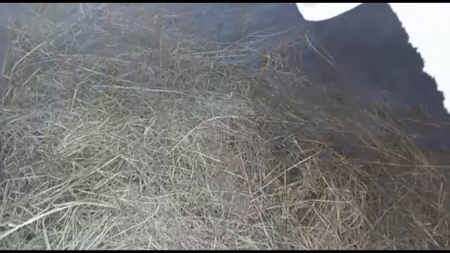 Индоутка. Строим дом и загон для индоуток своими руками. Содержание и разведение индоуток.