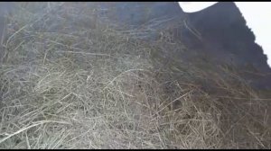 Индоутка. Строим дом и загон для индоуток своими руками. Содержание и разведение индоуток.