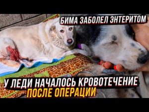 КровотечениеВыживет ли Леди? Бимке плохо! в Мин Водах на голову собаке надели бутылку она умирает.