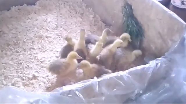 Пополнение ; Завёл маленьких двух недельных гусят смотреть онлайн