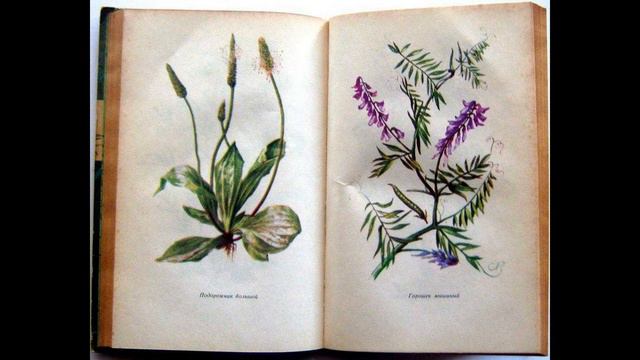📖 Растения в быту (Рева М. Л, Липовецкий В. М) смотреть онлайн