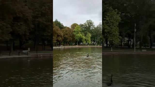 Любовь уставших лебедей - Димаш Кудайбергенов ??? смотреть онлайн