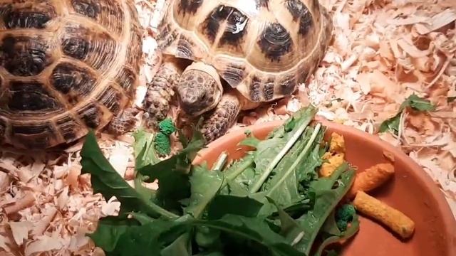 Как разбудить Черепаху чтобы она не вошла в спячку / брумацию ? смотреть онлайн