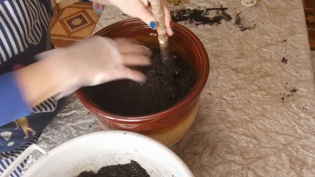 Погибает #драцена. Что можно сделать?