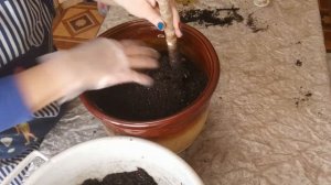 Погибает #драцена. Что можно сделать?