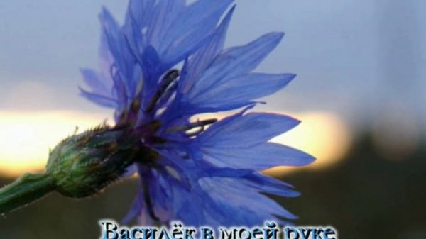 Васильковая страна+.