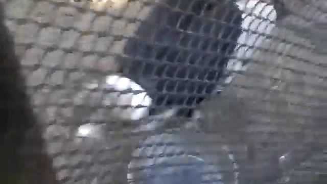 в Новосибирском зоопарке часть 2 смотреть онлайн